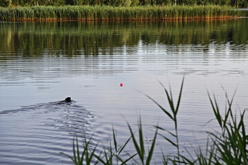 A small black dog swims through the water after a toy ball on wild lake