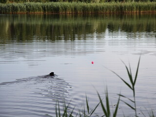 A small black dog swims through the water after a toy ball on wild river