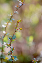 Nature blurred dark background of holly branches. Autumn time in the park. Bokeh. Shallow depth of field. Copy space. Airy atmosphere. Art photography. 