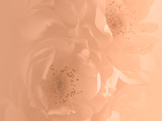 Close up of yellow rose on white background. soft filter.