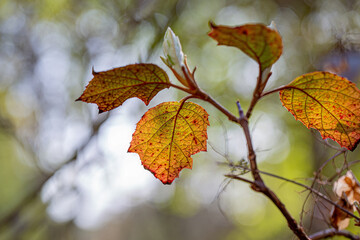 Fototapeta na wymiar Autumn branch of a shrub with yellow leaves. Natural blurred background with white bokeh. Shallow depth of field. Airy atmosphere. Art photography. 