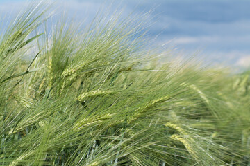 A ripe field of wheat