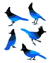 realistic Steller's jay vector illustration. set of blue birds. 
