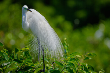 Great Egret in breeding colors