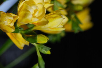 Yellow freesia flower, close up, bokeh background, isolated.	