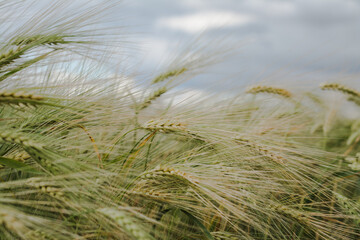Ears of ripe barley ready for harvest growing