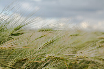 Ears of ripe barley ready for harvest growing