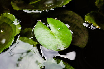 Green lotus flower leaves in the pond