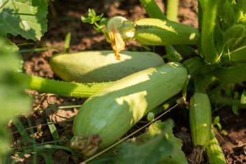 Obraz premium Young zucchini grow in the garden.