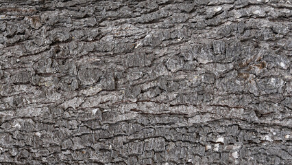 Natural dark pine tree bark texture closeup
