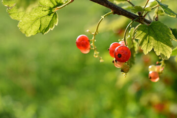 Juicy currant berries Grossulariaceae on a bush in the garden in summer