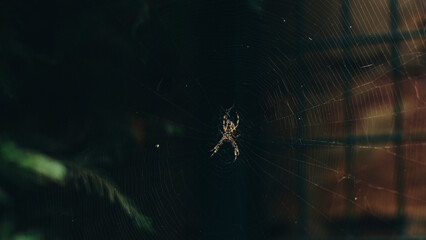 Araneus spider on the web in the garden