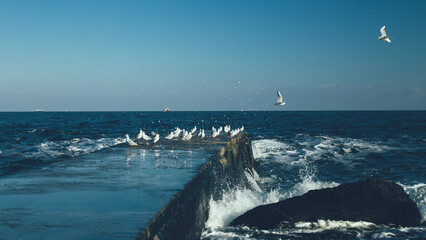 Seagulls on the pier next to the sea