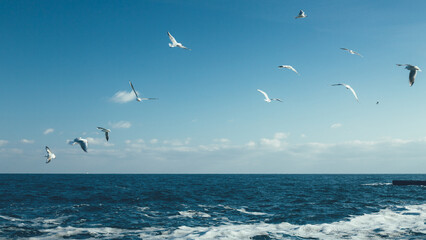 Seagulls flying over the sea