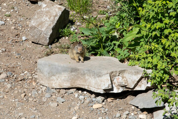 Obraz premium squirrel on a rock