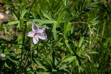 flowers in the woods