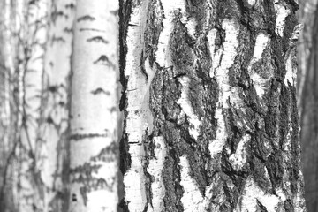 Fototapeta premium Beautiful birch trees with white bark