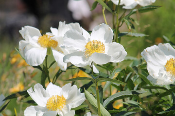Fototapeta premium White flowers of Paeonia lactiflora (cultivar Moon of Nippon). Flowering peony in garden