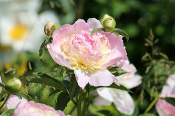 Obraz premium Pink double flowers of Paeonia lactiflora. Flowering peony plant in summer garden