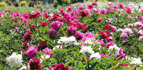 Blooming field of colorful peonies in summer garden