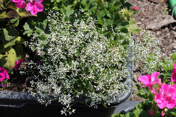 Graceful Sandmat (Euphorbia hypericifolia) plant wwith white flowers in summer garden