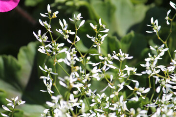 Graceful Sandmat (Euphorbia hypericifolia) plant wwith white flowers in summer garden - 516621887