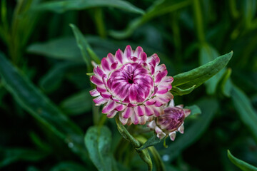 Pink strawflowers growing in an outdoor flower garden.