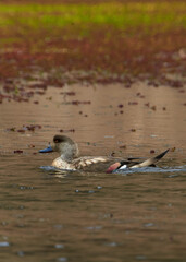 Patagonian Crested Duck - Lophonetta specularioides specularioides From Southern Chile, Southern Argentina & Falkland Islands