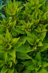Foliage of celosia plants growing outdoors. Top view.