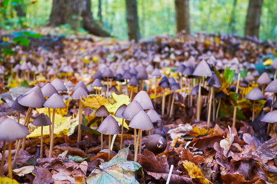 Psilocybe semilanceata psychedelic mushrooms in forest