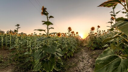 Beautiful sunflower field at sunset in the Tuscan countryside