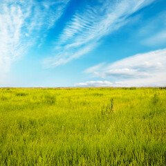 Obraz na płótnie Canvas beautiful summer fields