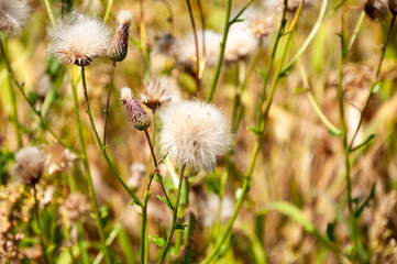 Pappus of cirsium plants with pappus-clad flowerheads on natural background