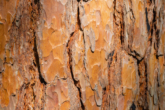 texture of old pine bark. Rough pine bark closeup.