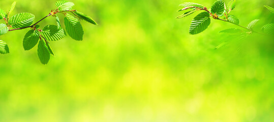 Spring background, horizontal banner - view of the beech leaves on the branch in the forest on a...