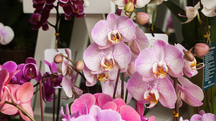 Naklejka na ściany i meble Beautiful pink, violet, white Orchids 
