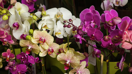 Many Beautiful violet, white Orchids 