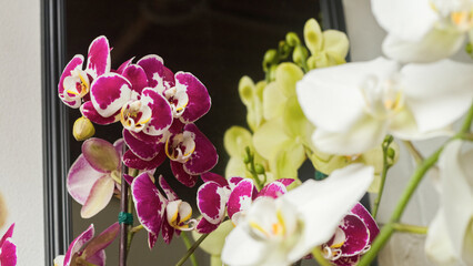 Naklejka na ściany i meble Beautiful mixed violet, white Orchids 