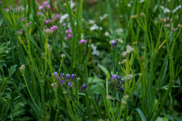 Statice flowers growing in an outdoor flower garden.