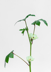 fresh okra, lady's finger (Abelmoschus esculentus ) isolated on white background