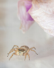 Jumping spider