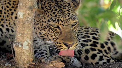 Fototapeta na wymiar Portrait of African leopard
