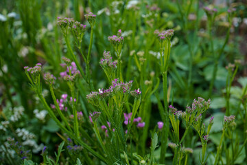 Statice flowers growing in an outdoor flower garden.
