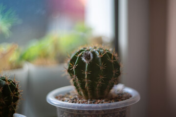 Cactus in a pot on the windowsill soft selective focus.