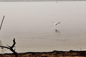 oiseau volant au dessus du lac