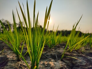 Obraz premium green grass in the wind
