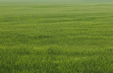 Obraz na płótnie Canvas Young green crops on the field