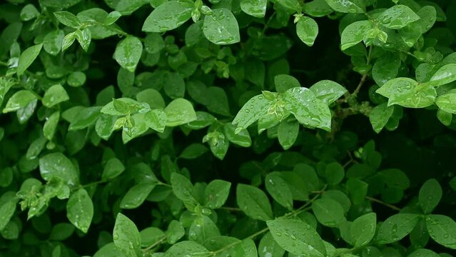 Closeup green leaves with water drops after rain on it Green hedge