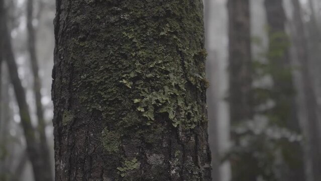 &aacute;rbol chile sur