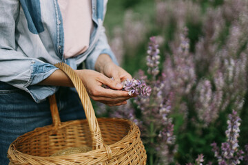 Women's hands collect medicinal herbs, pink fragrant sage nutmeg
